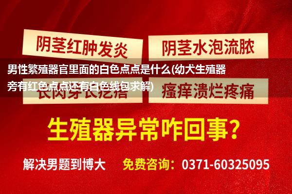 男性繁殖器官里面的白色点点是什么(幼犬生殖器旁有红色点点还有白色线包求解)